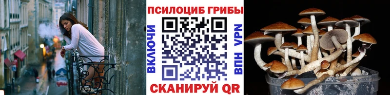 купить   Подпорожье  МЕГА ТОР  Галлюциногенные грибы прущие грибы 